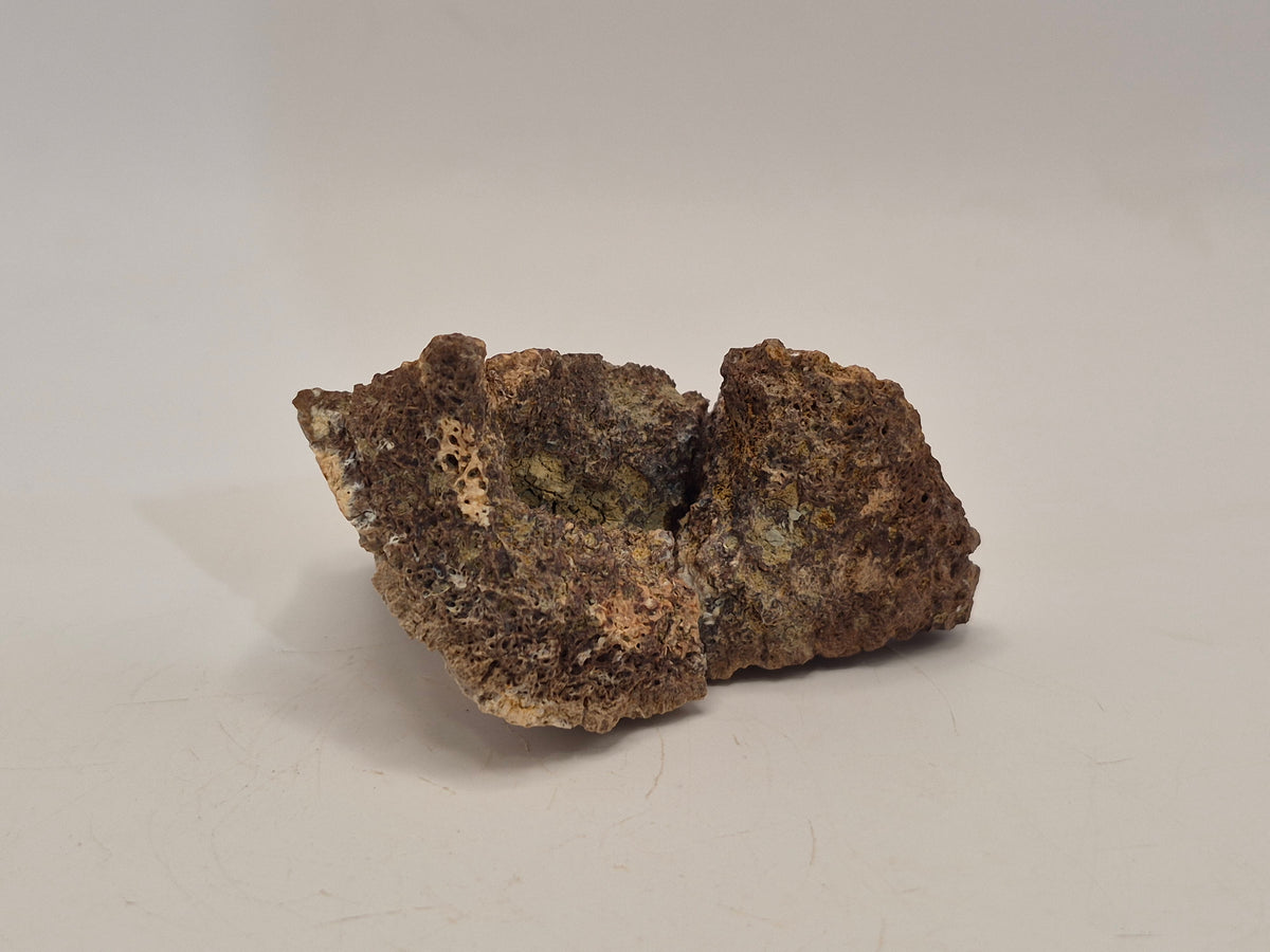 2.89" Ankylosaurus Spike (Judith River)