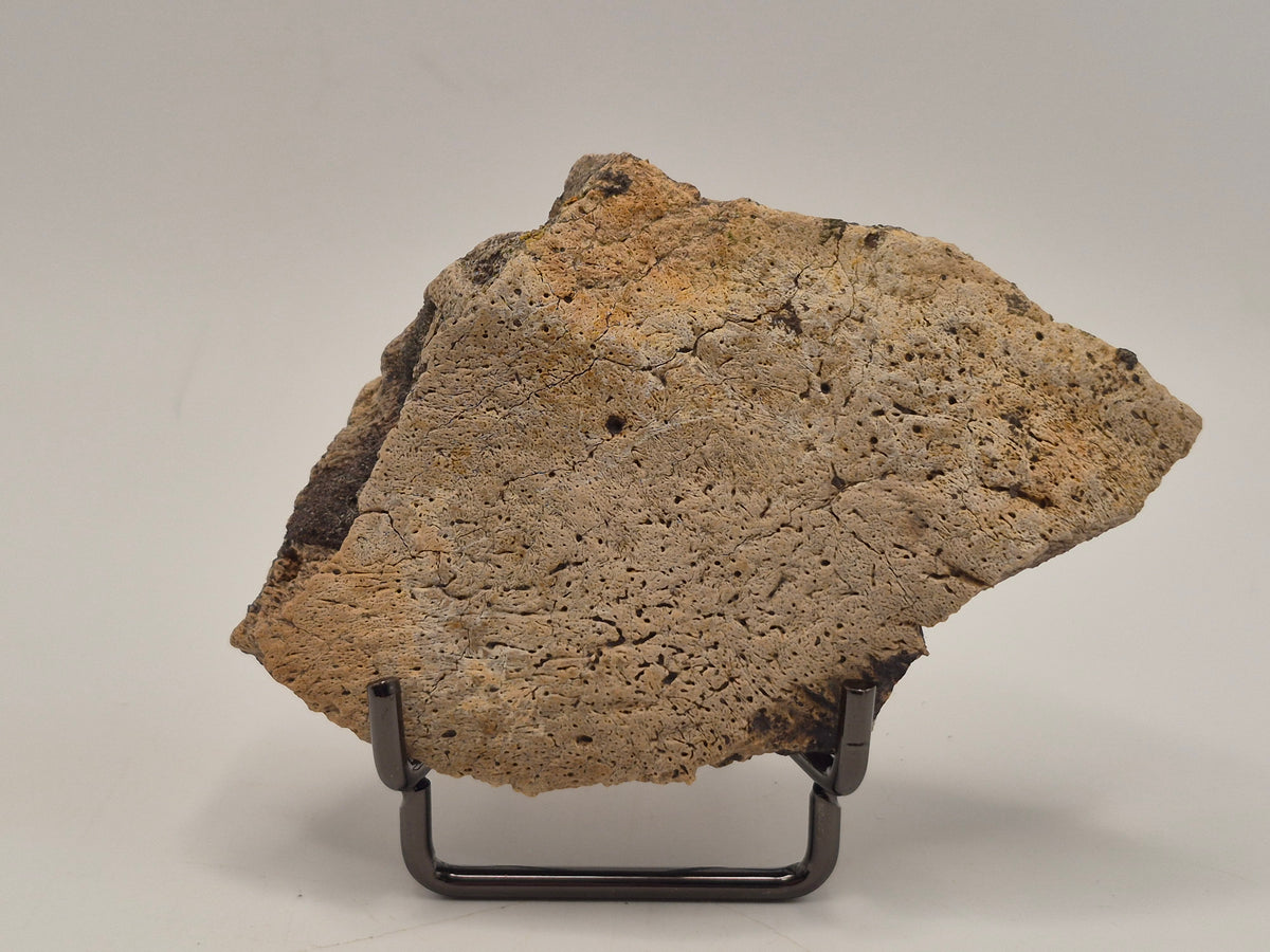 3.56" Ceratopsian Frill Piece(Judith river)