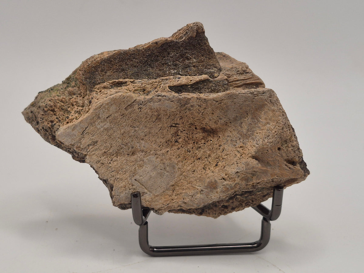 3.56" Ceratopsian Frill Piece(Judith river)