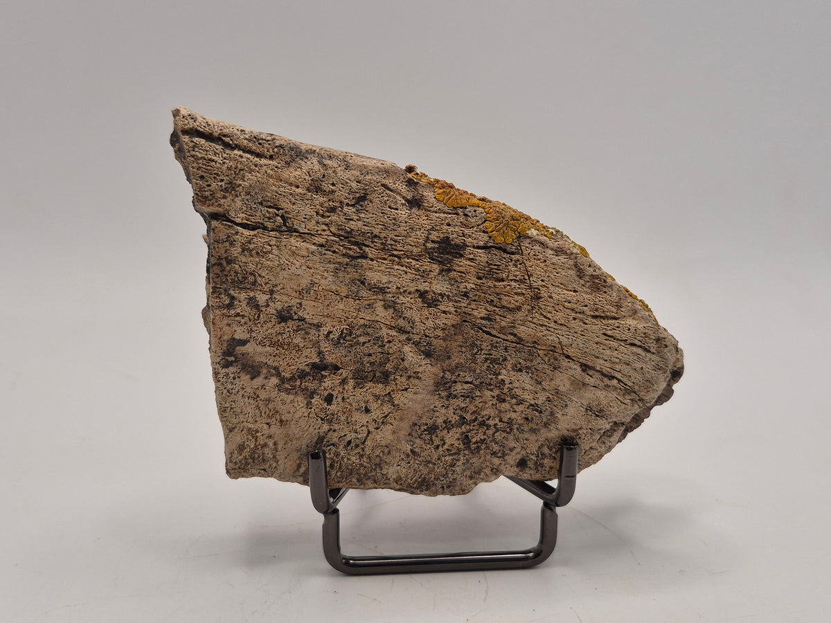 4.15" Ceratopsian Frill Piece (Judith River)