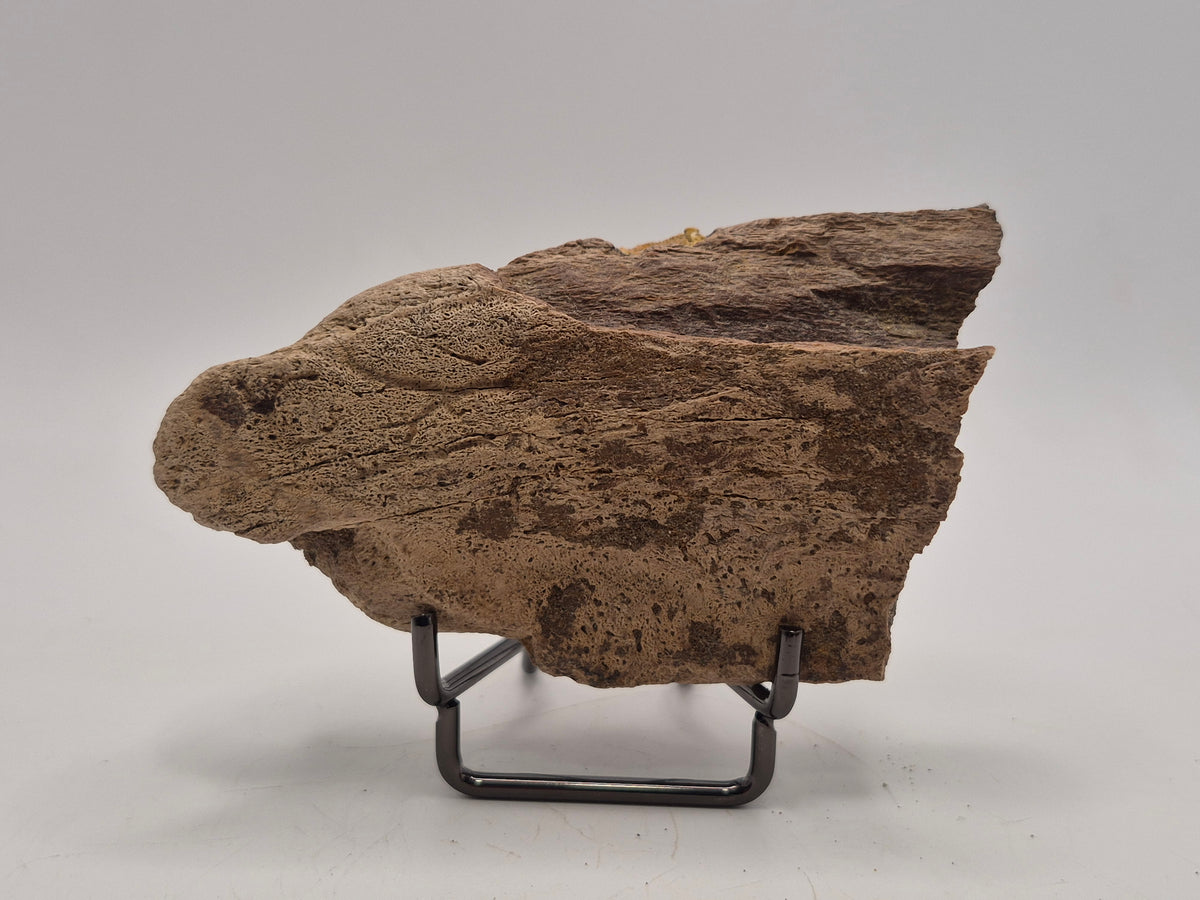 4.15" Ceratopsian Frill Piece (Judith River)