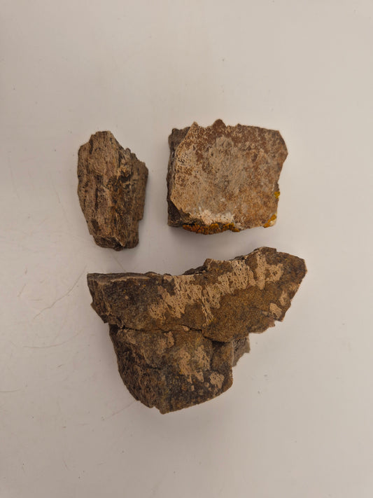 Ceratopsian Frill Section Bundle