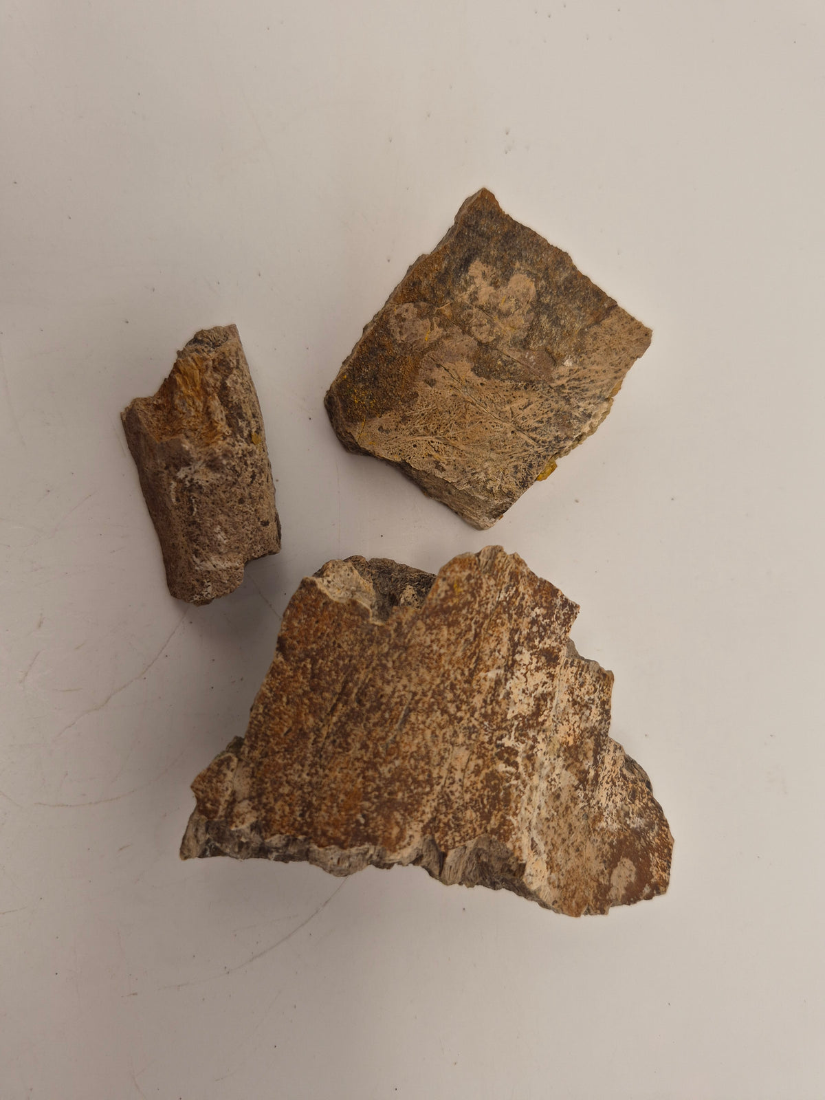 Ceratopsian Frill Section Bundle