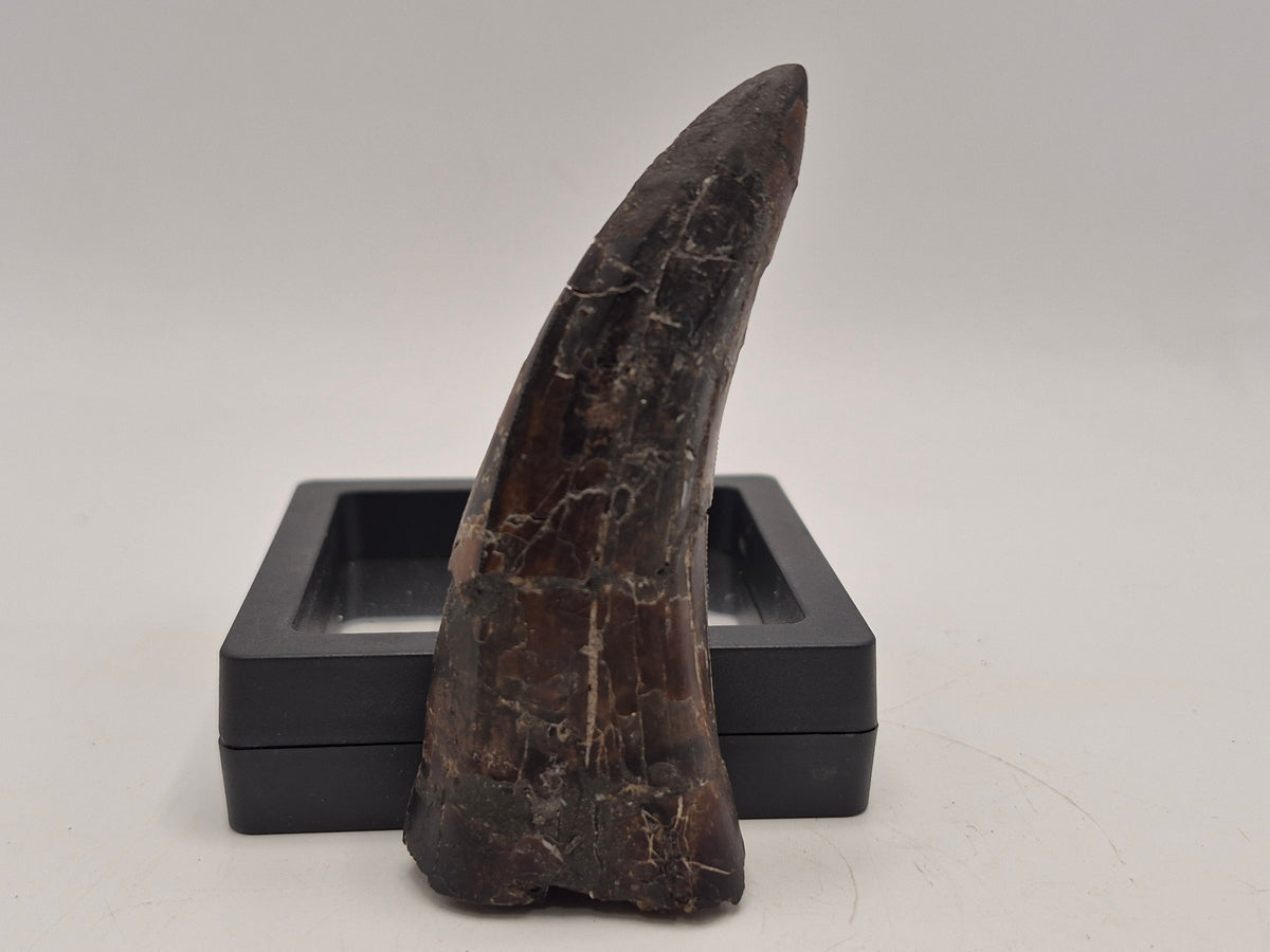 3.37" Tyrannosaur Tooth (Judith River)