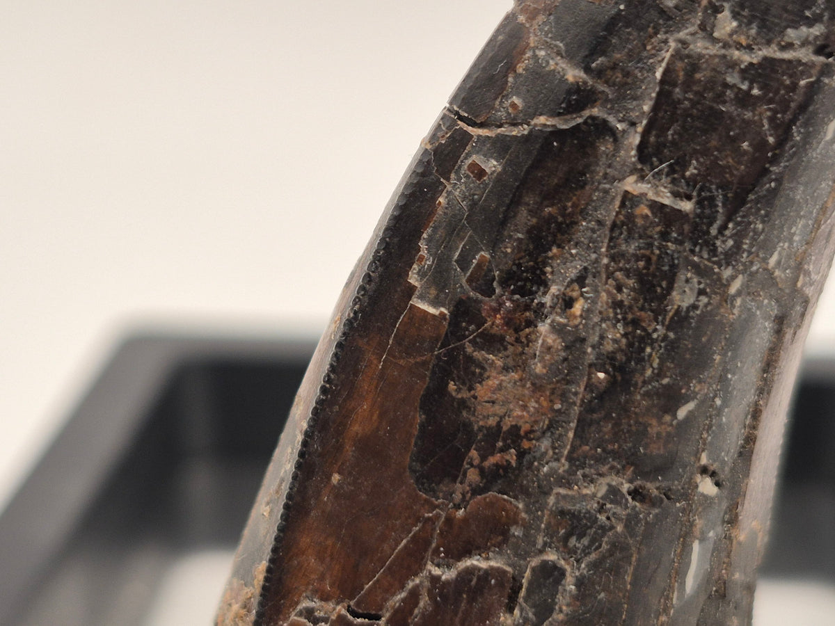3.37" Tyrannosaur Tooth (Judith River)