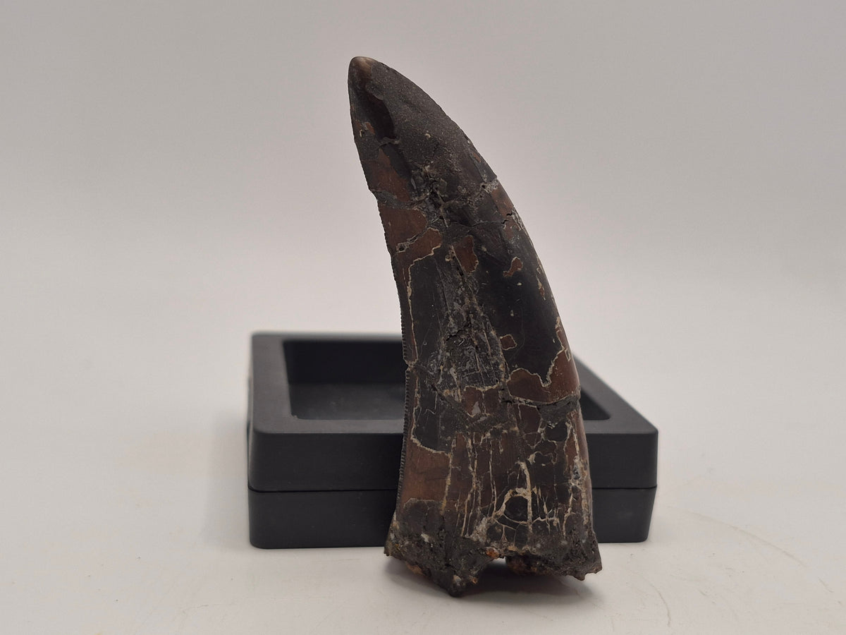 3.37" Tyrannosaur Tooth (Judith River)