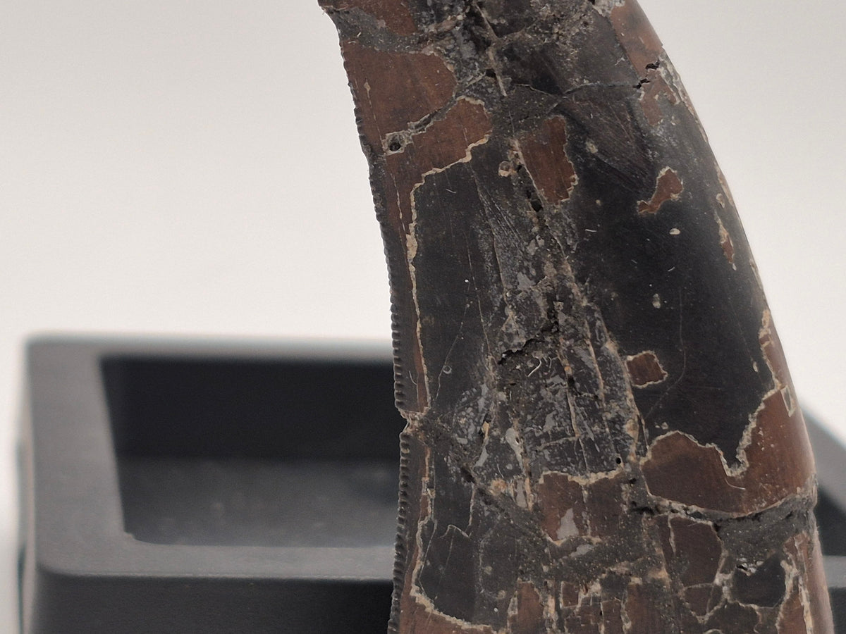 3.37" Tyrannosaur Tooth (Judith River)