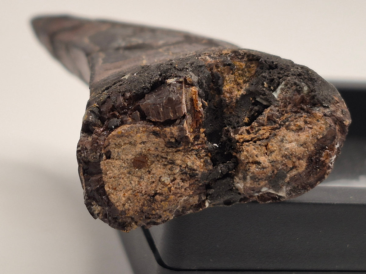 3.37" Tyrannosaur Tooth (Judith River)