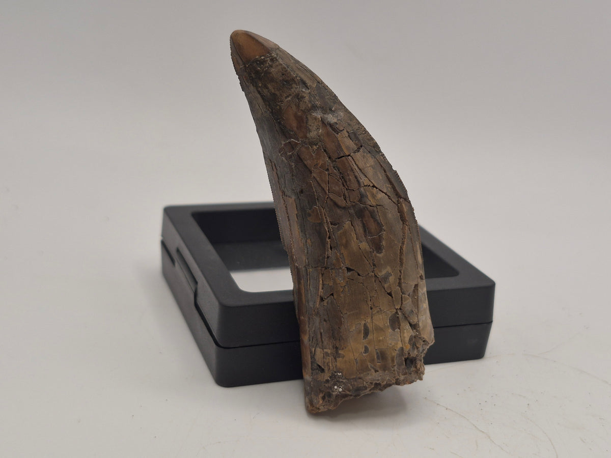 3.31" Tyrannosaur Tooth (Judith River)
