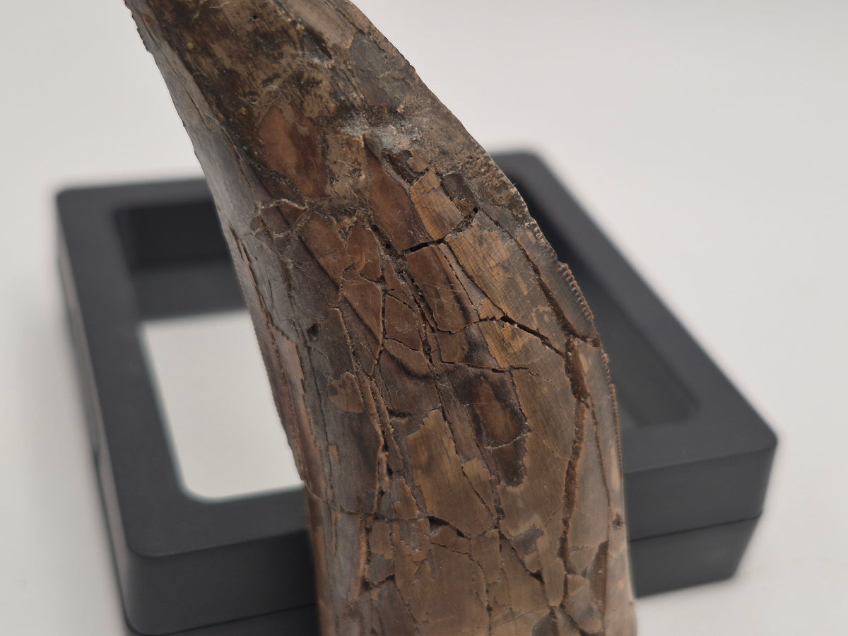 3.31" Tyrannosaur Tooth (Judith River)