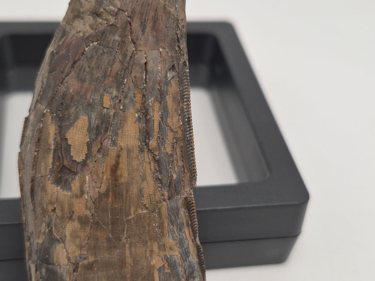 3.31" Tyrannosaur Tooth (Judith River)