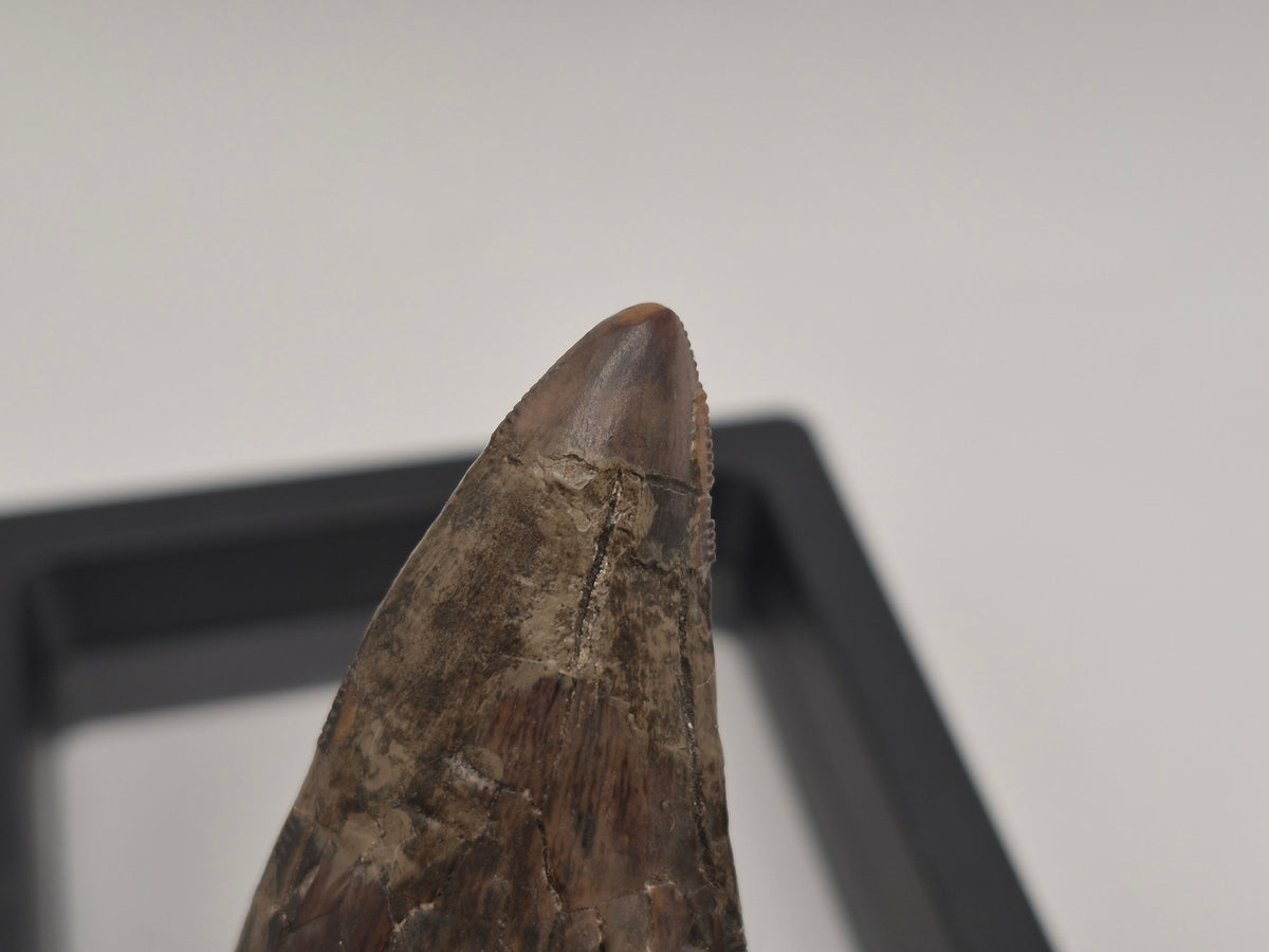 3.31" Tyrannosaur Tooth (Judith River)