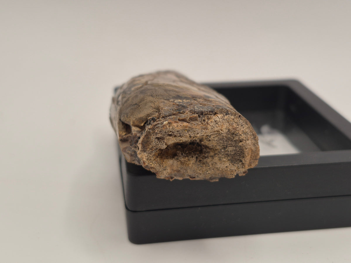 3.31" Tyrannosaur Tooth (Judith River)