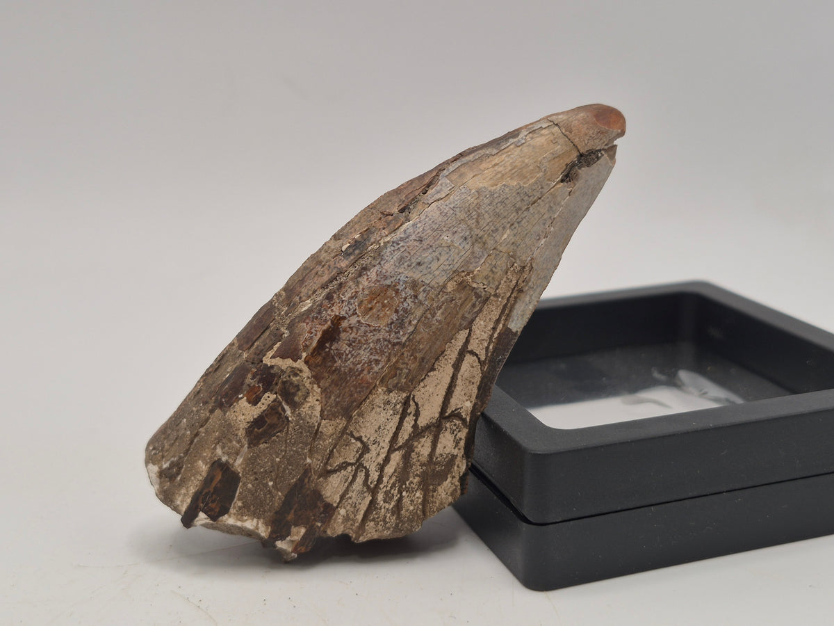 3.31" Tyrannosaur Tooth (Judith River)