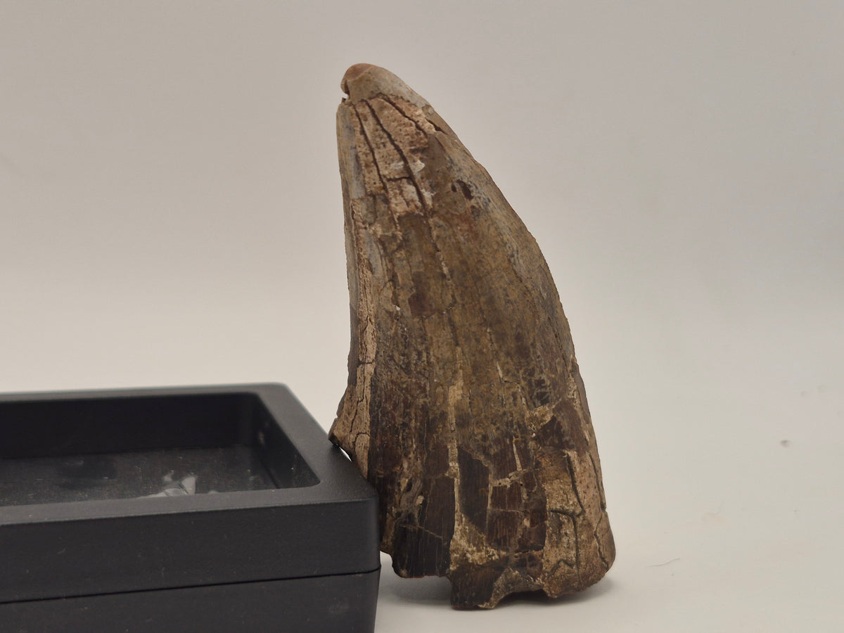 3.31" Tyrannosaur Tooth (Judith River)