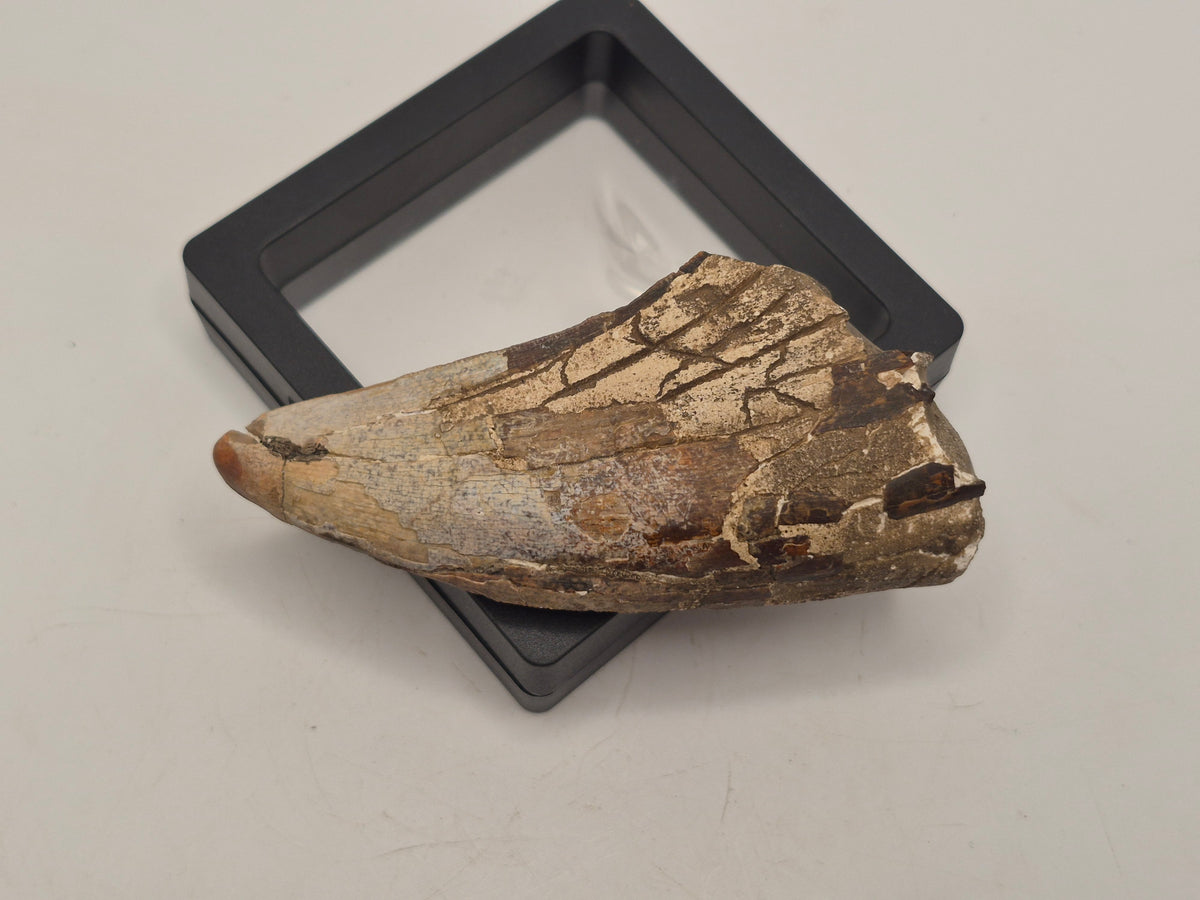 3.31" Tyrannosaur Tooth (Judith River)