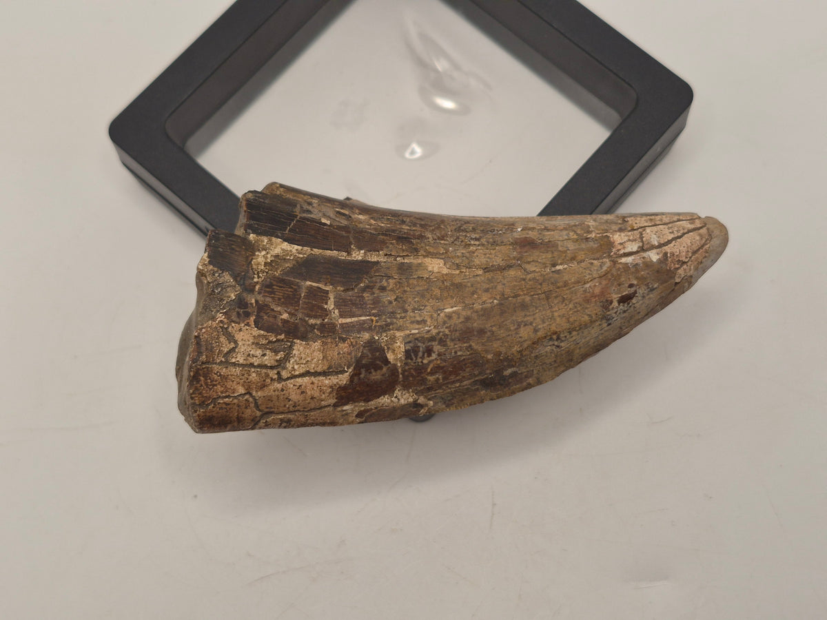 3.31" Tyrannosaur Tooth (Judith River)