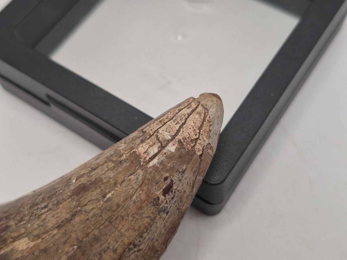 3.31" Tyrannosaur Tooth (Judith River)
