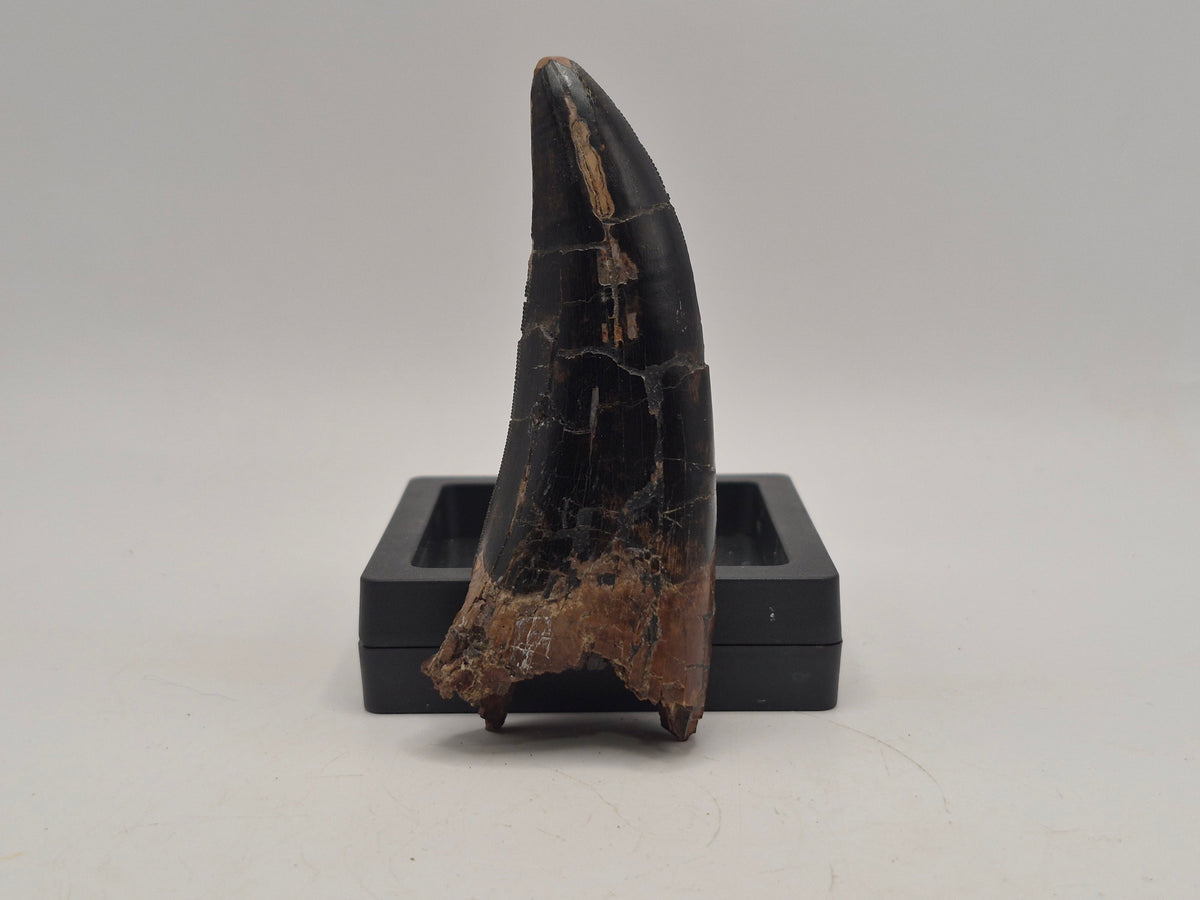 3.74" Massive Tyrannosaur Tooth (Judith River)