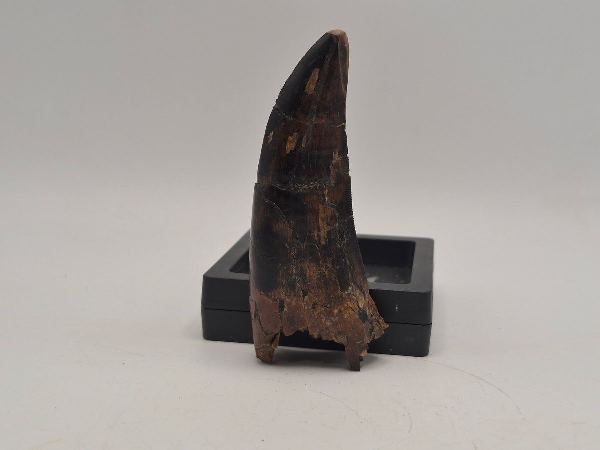 3.74" Massive Tyrannosaur Tooth (Judith River)