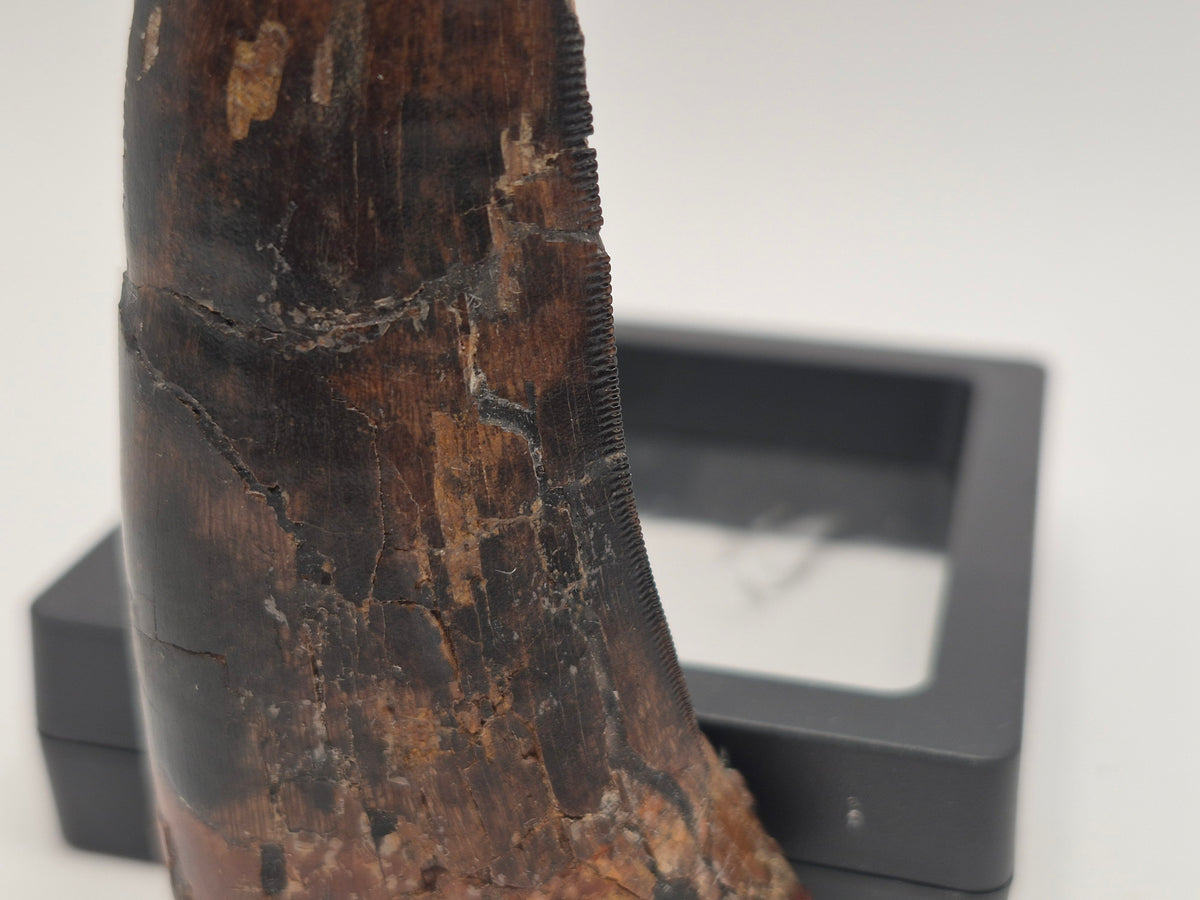 3.74" Massive Tyrannosaur Tooth (Judith River)