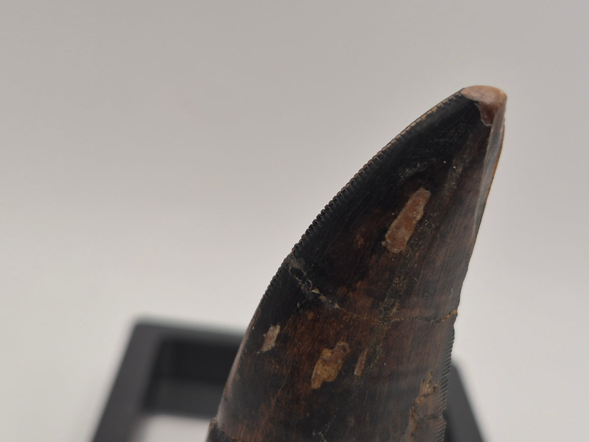 3.74" Massive Tyrannosaur Tooth (Judith River)