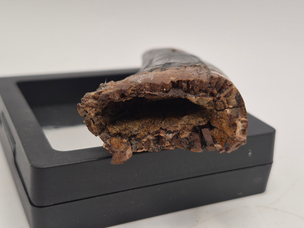 3.74" Massive Tyrannosaur Tooth (Judith River)