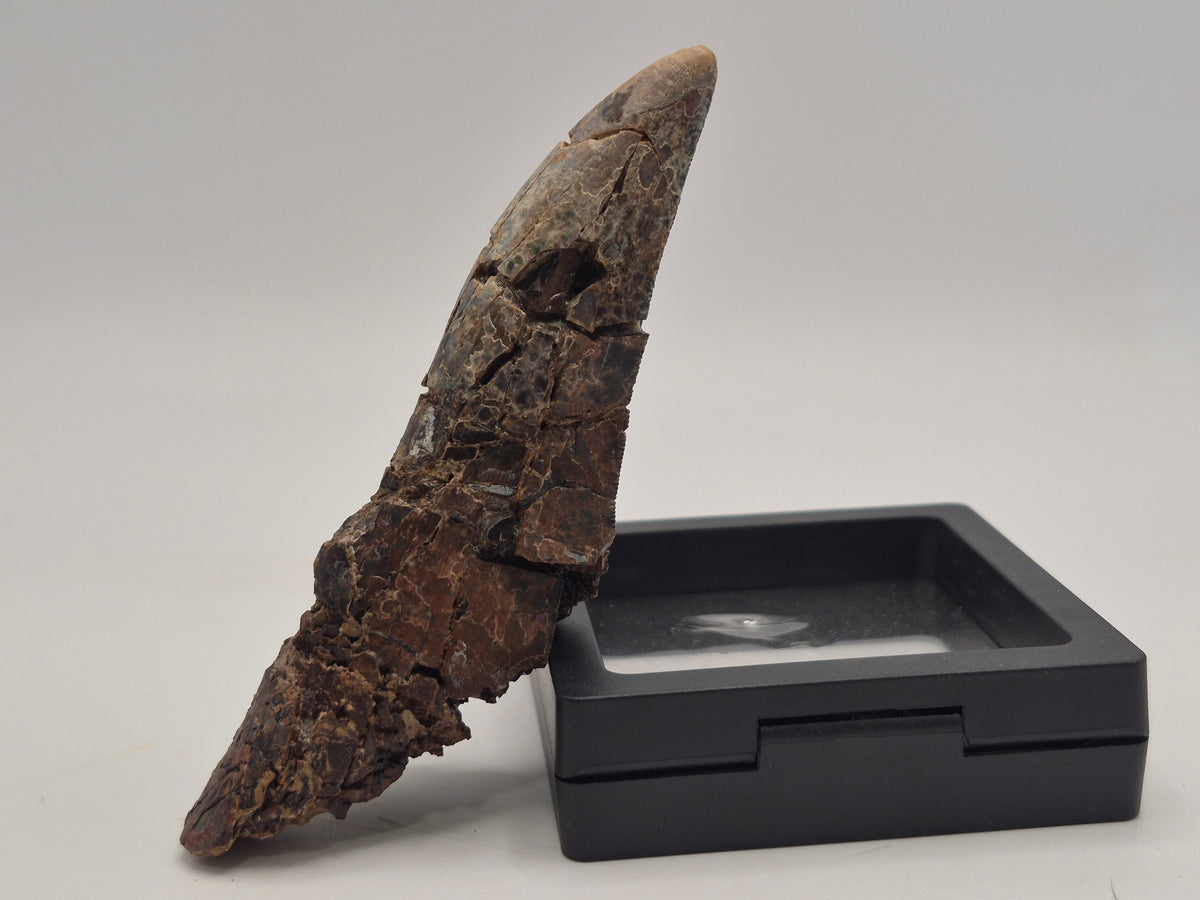 4.43" Partially Rooted Tyrannosaur Tooth (Judith River)