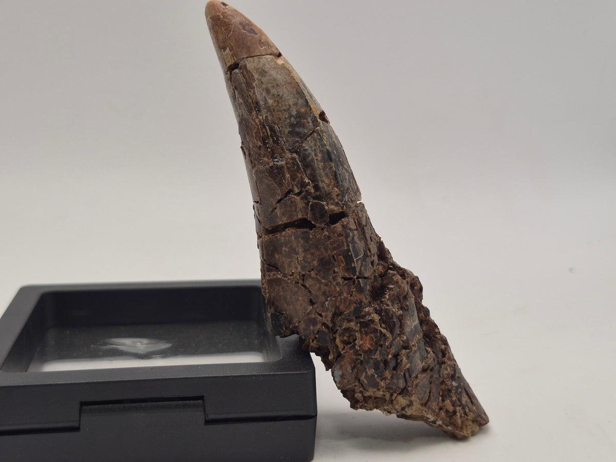 4.43" Partially Rooted Tyrannosaur Tooth (Judith River)