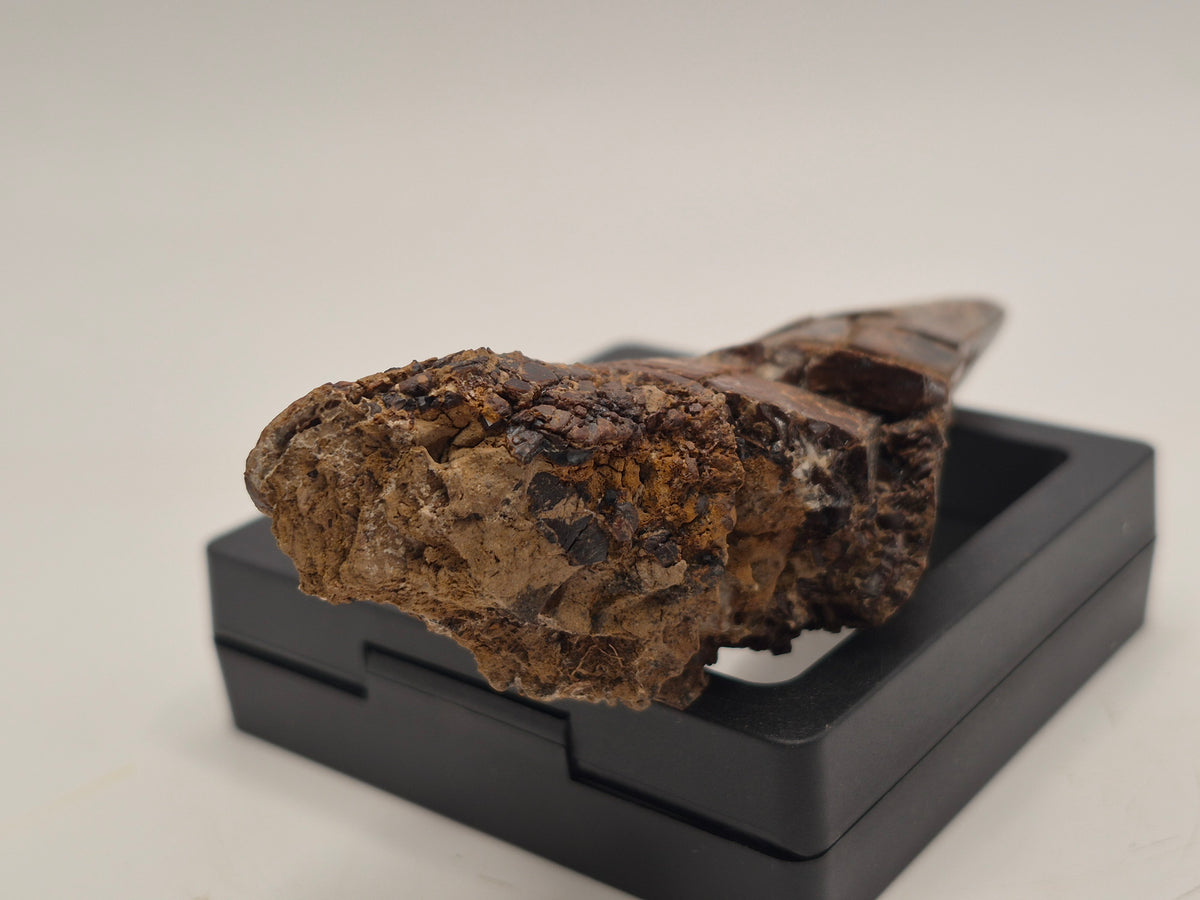 4.43" Partially Rooted Tyrannosaur Tooth (Judith River)