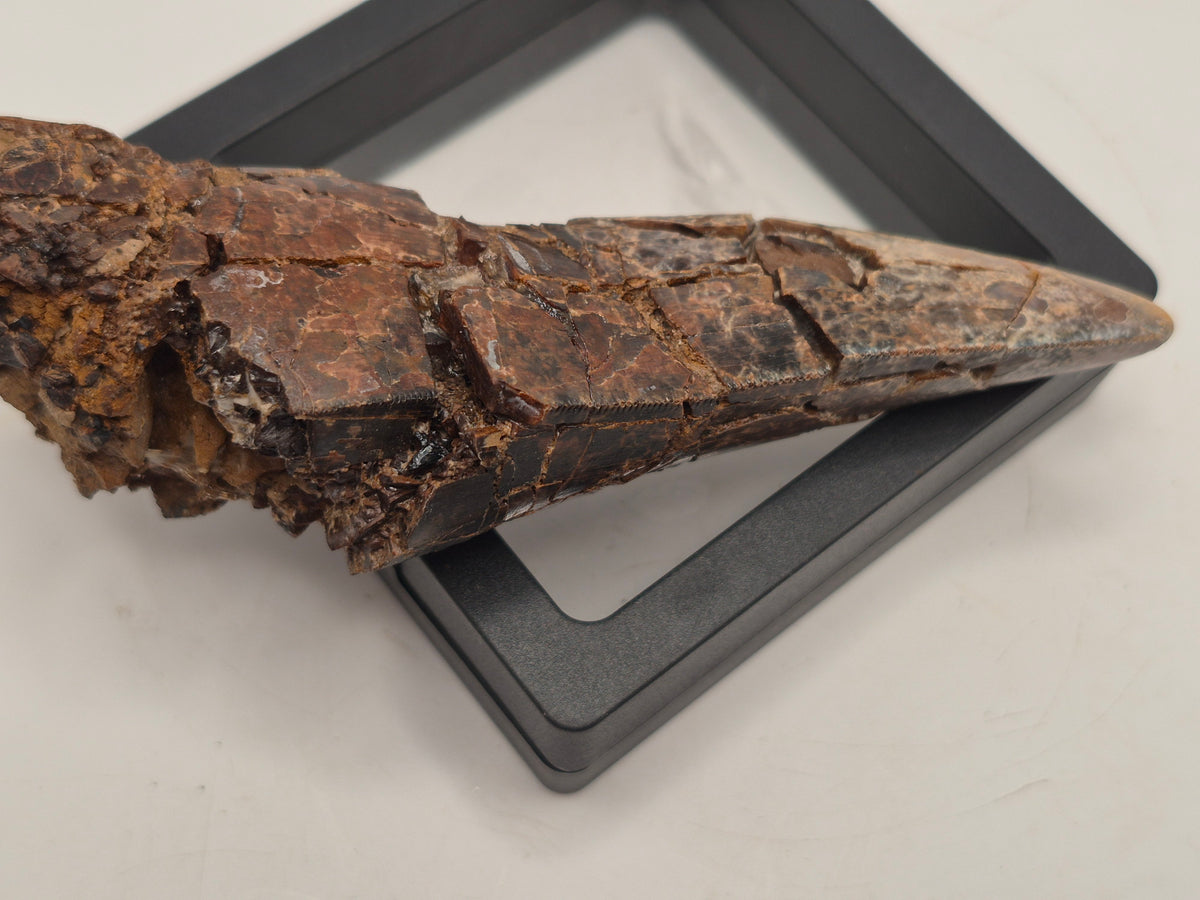 4.43" Partially Rooted Tyrannosaur Tooth (Judith River)