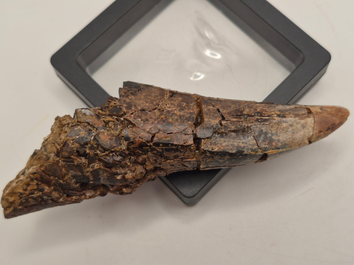 4.43" Partially Rooted Tyrannosaur Tooth (Judith River)