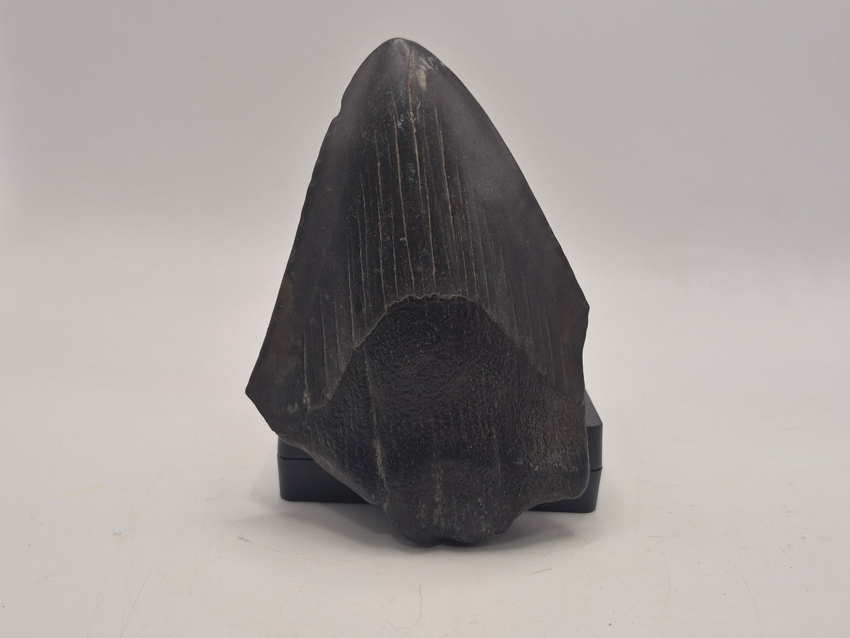 3.88" Megalodon Tooth (Georgia)