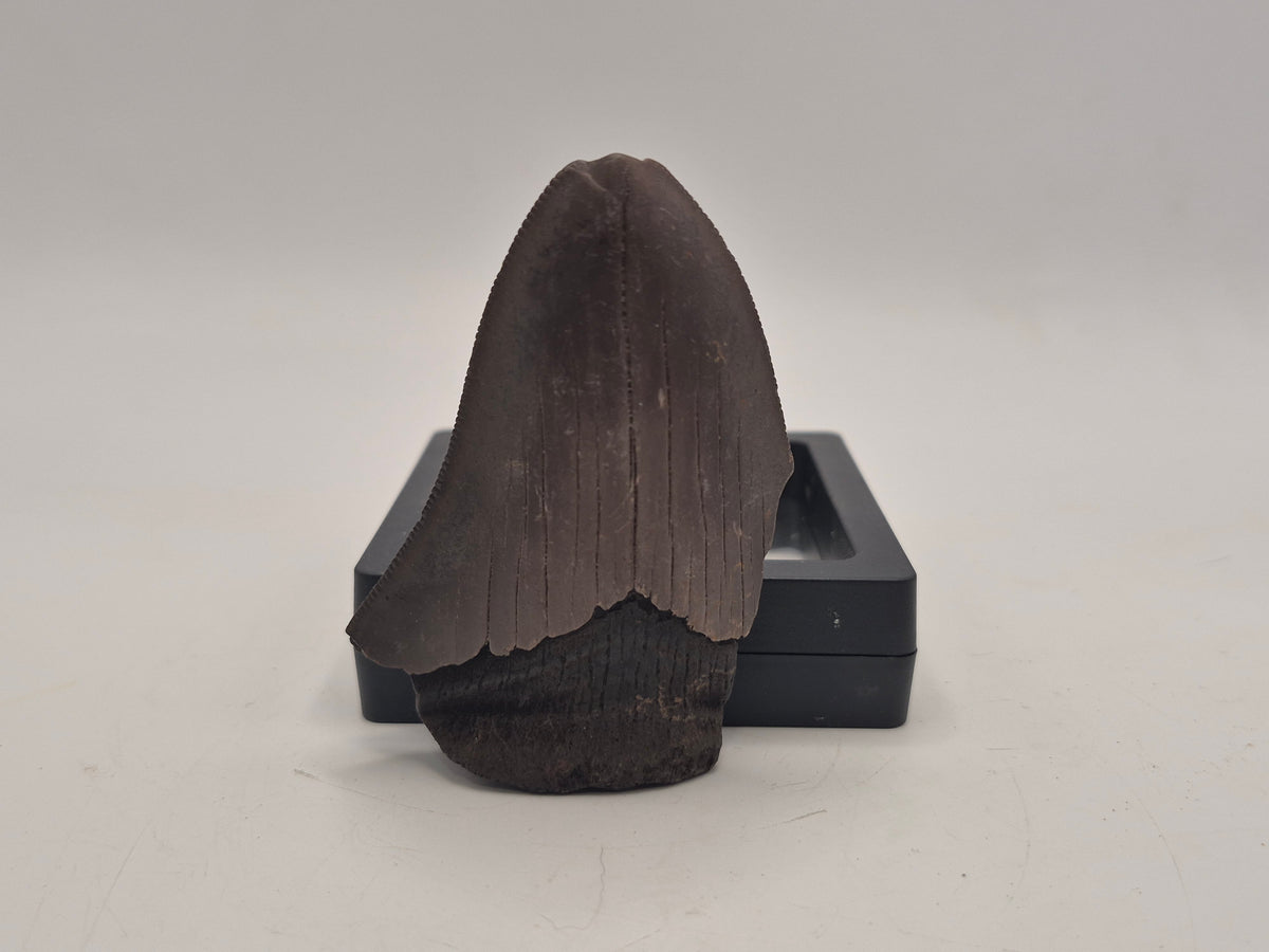 2.78" Megalodon Tooth(Georgia)