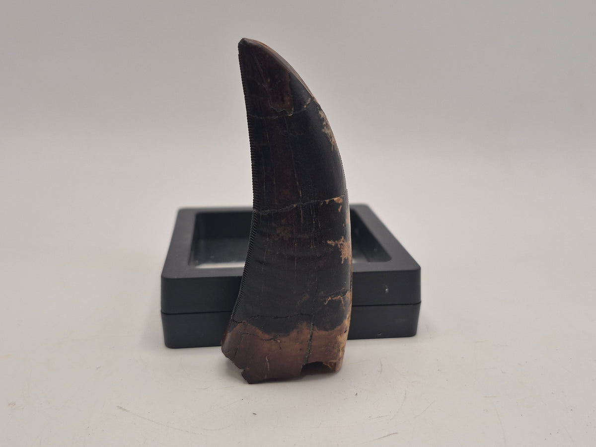3.2" Tyrannosaur Tooth