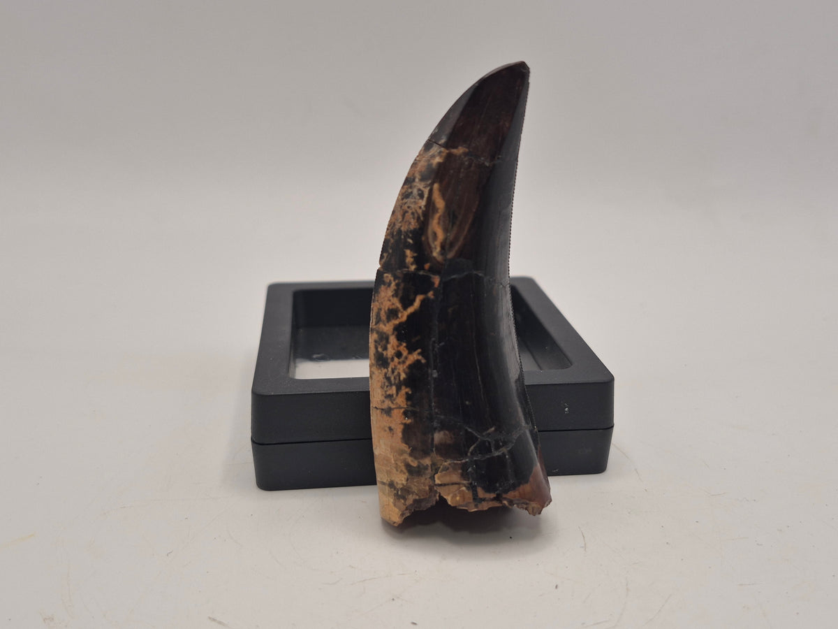 3.2" Tyrannosaur Tooth