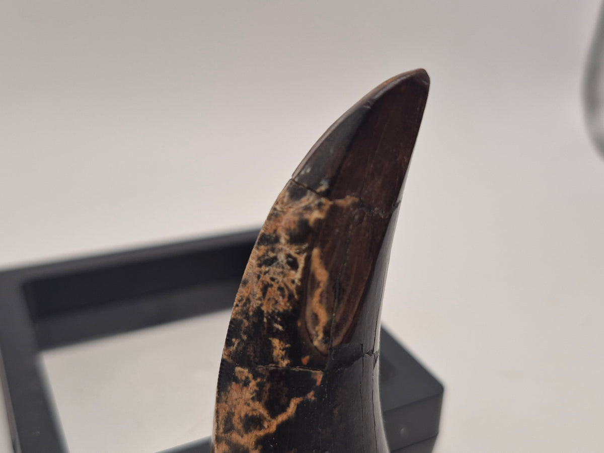 3.2" Tyrannosaur Tooth