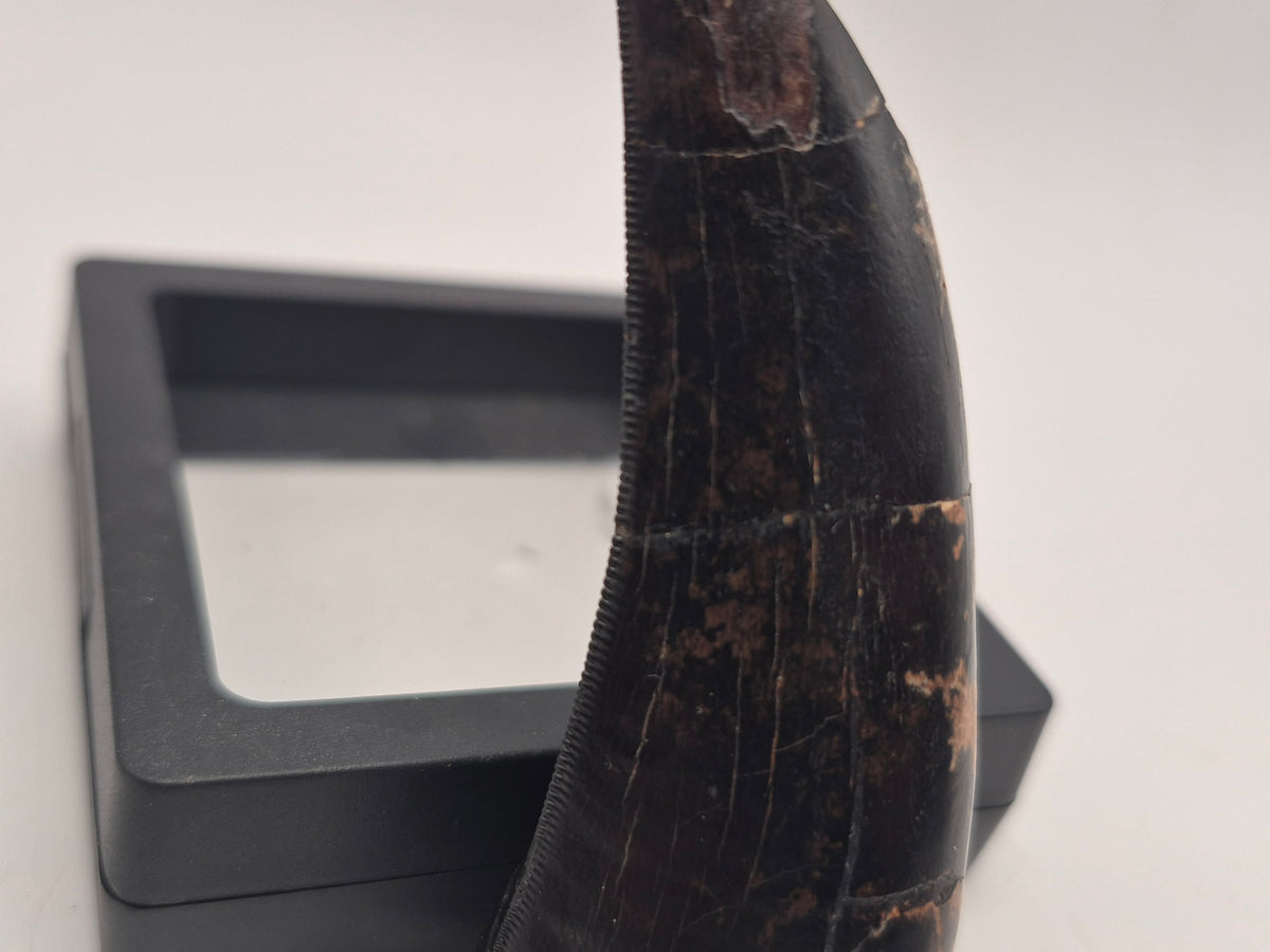 3.2" Tyrannosaur Tooth