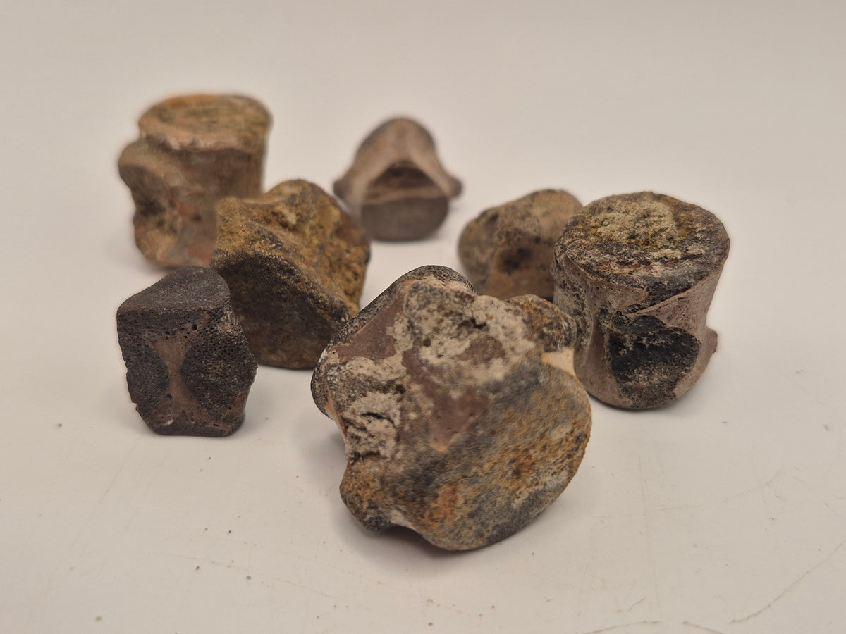 Champsosaur Vertebrae (Judith River)
