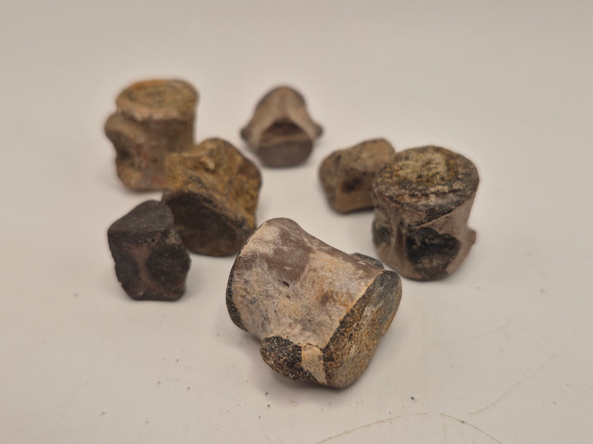Champsosaur Vertebrae (Judith River)