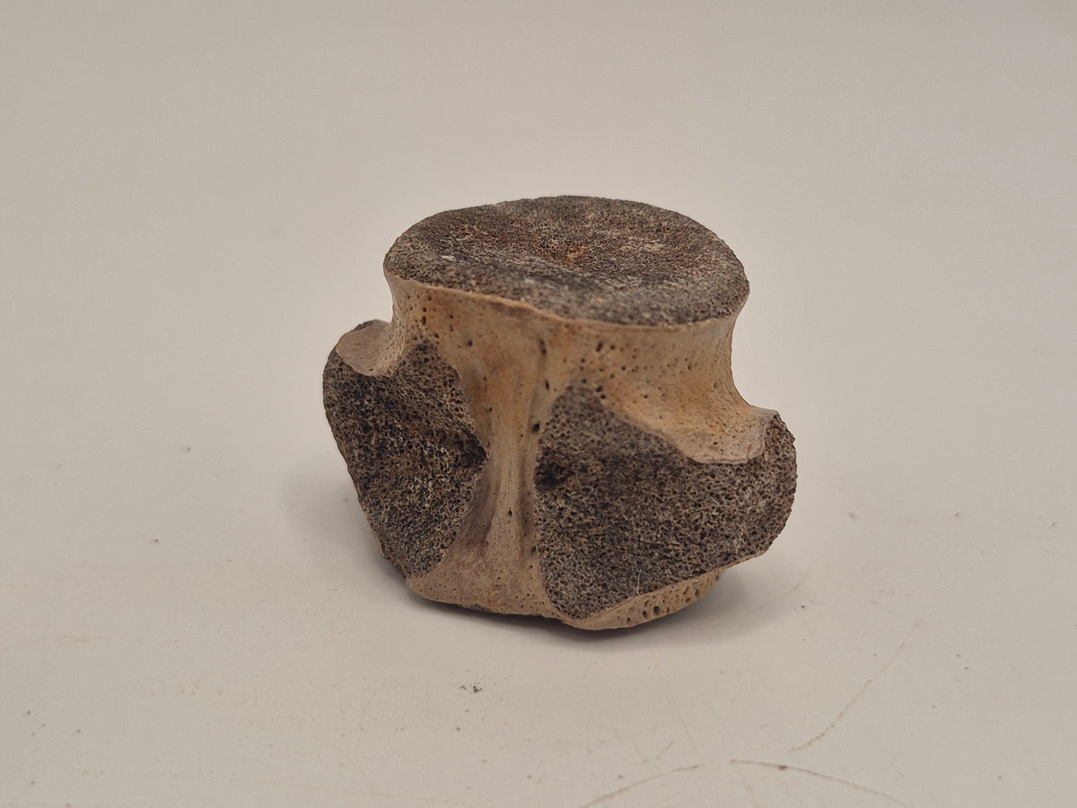 Champsosaur Vertebrae (Judith River)