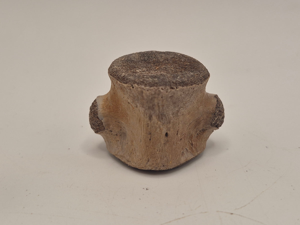 Champsosaur Vertebrae (Judith River)