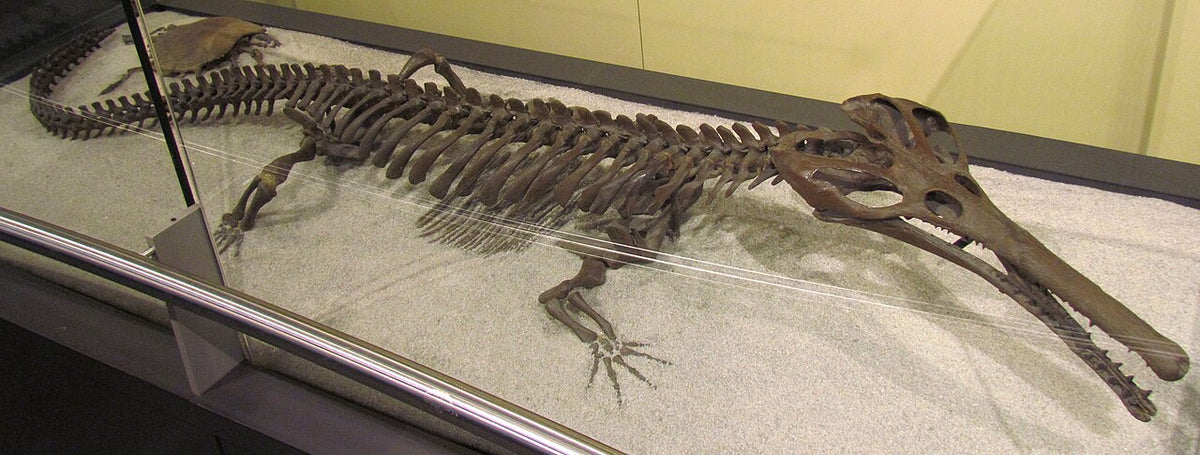 Champsosaur Vertebrae (Judith River)