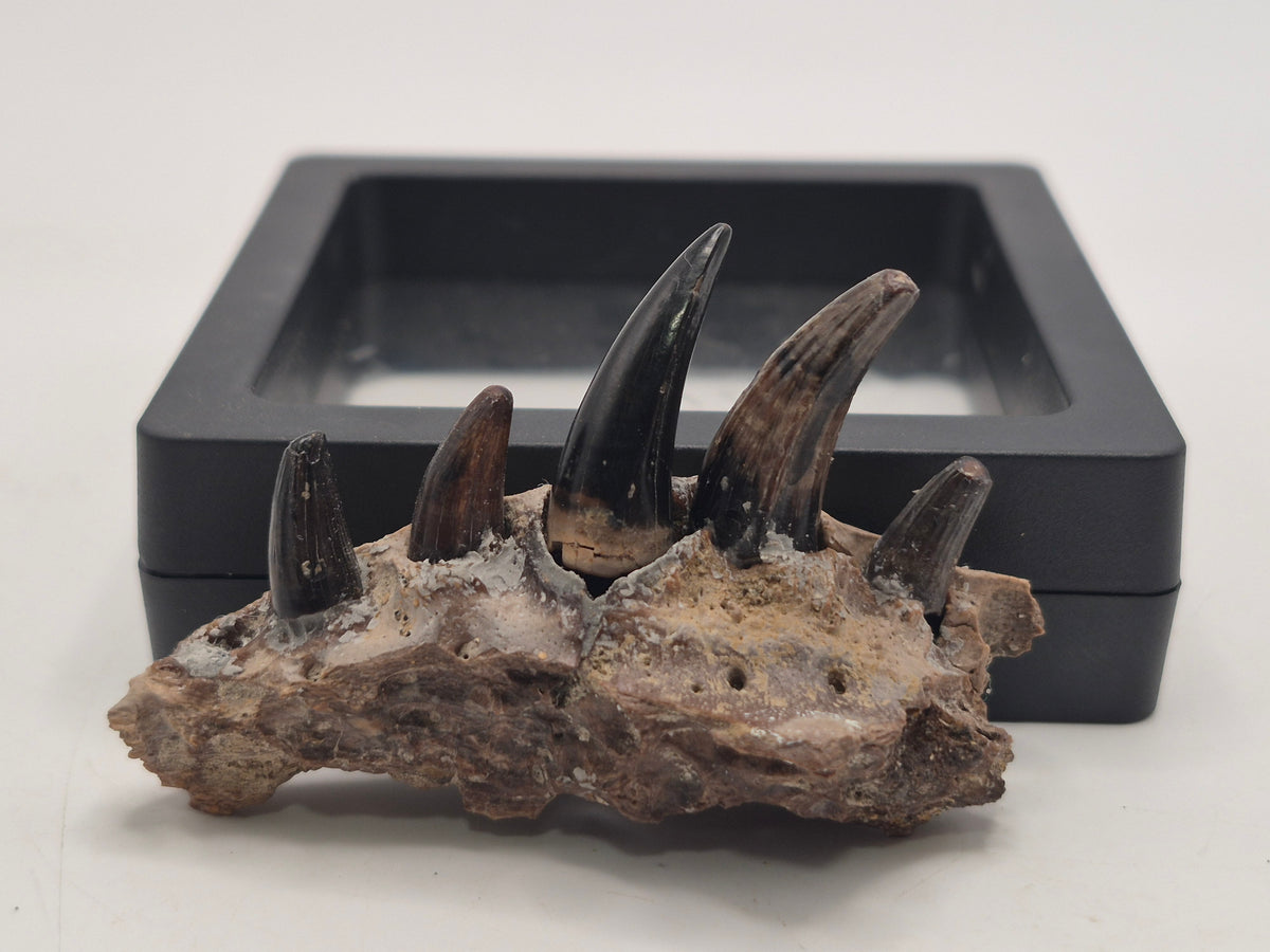 2.3" Crocodile Jaw(Judith River)