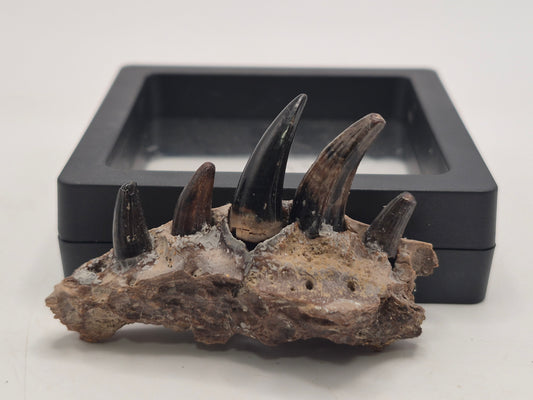 2.3" Crocodile Jaw(Judith River)