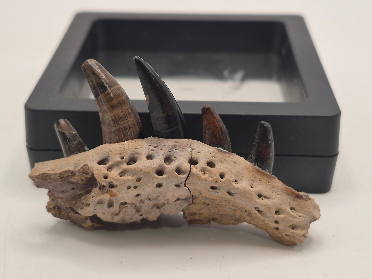 2.3" Crocodile Jaw(Judith River)