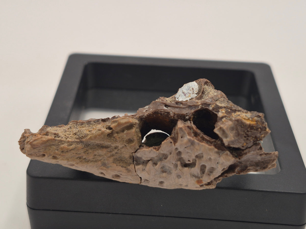 2.3" Crocodile Jaw(Judith River)