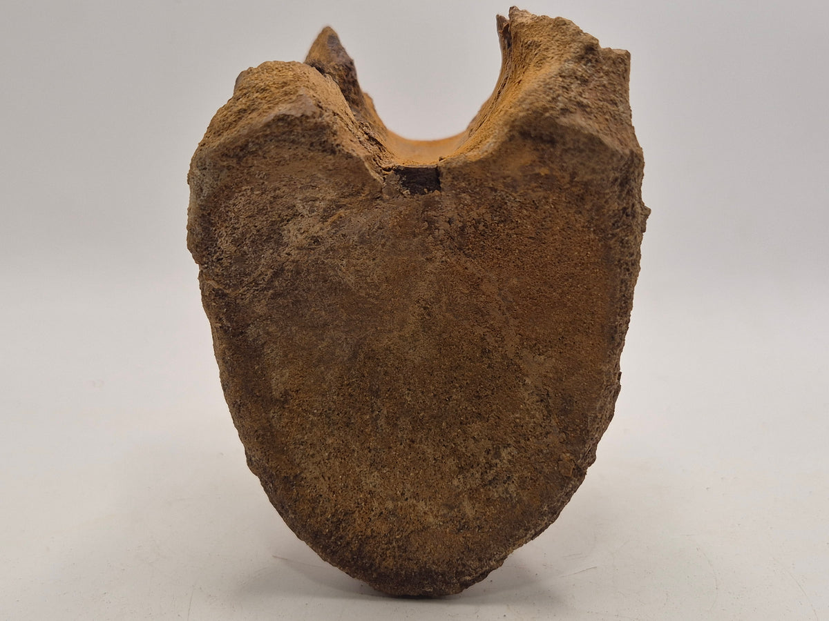 3.87" Hadrosaur Vertebrae (Judith River)