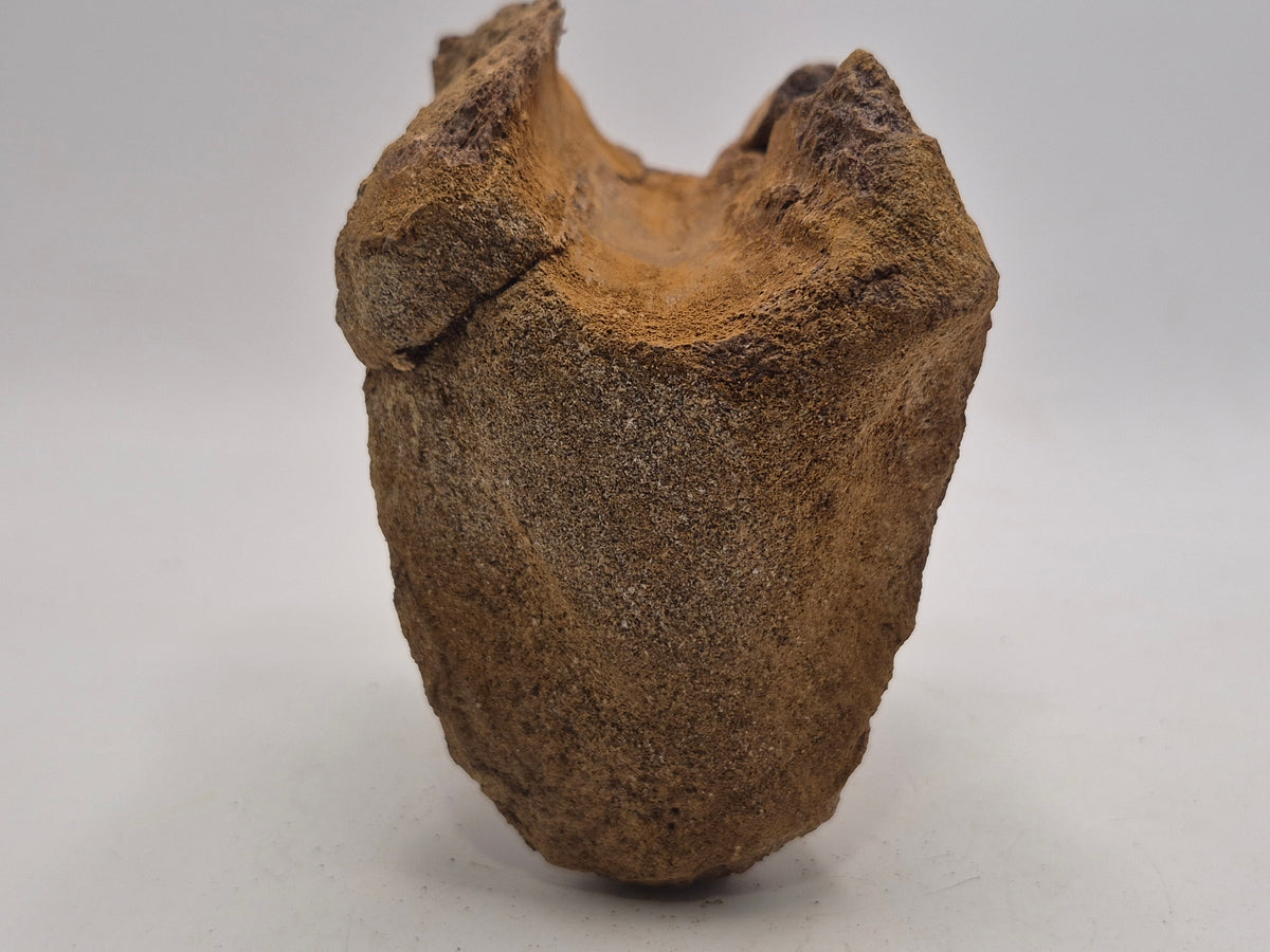3.87" Hadrosaur Vertebrae (Judith River)