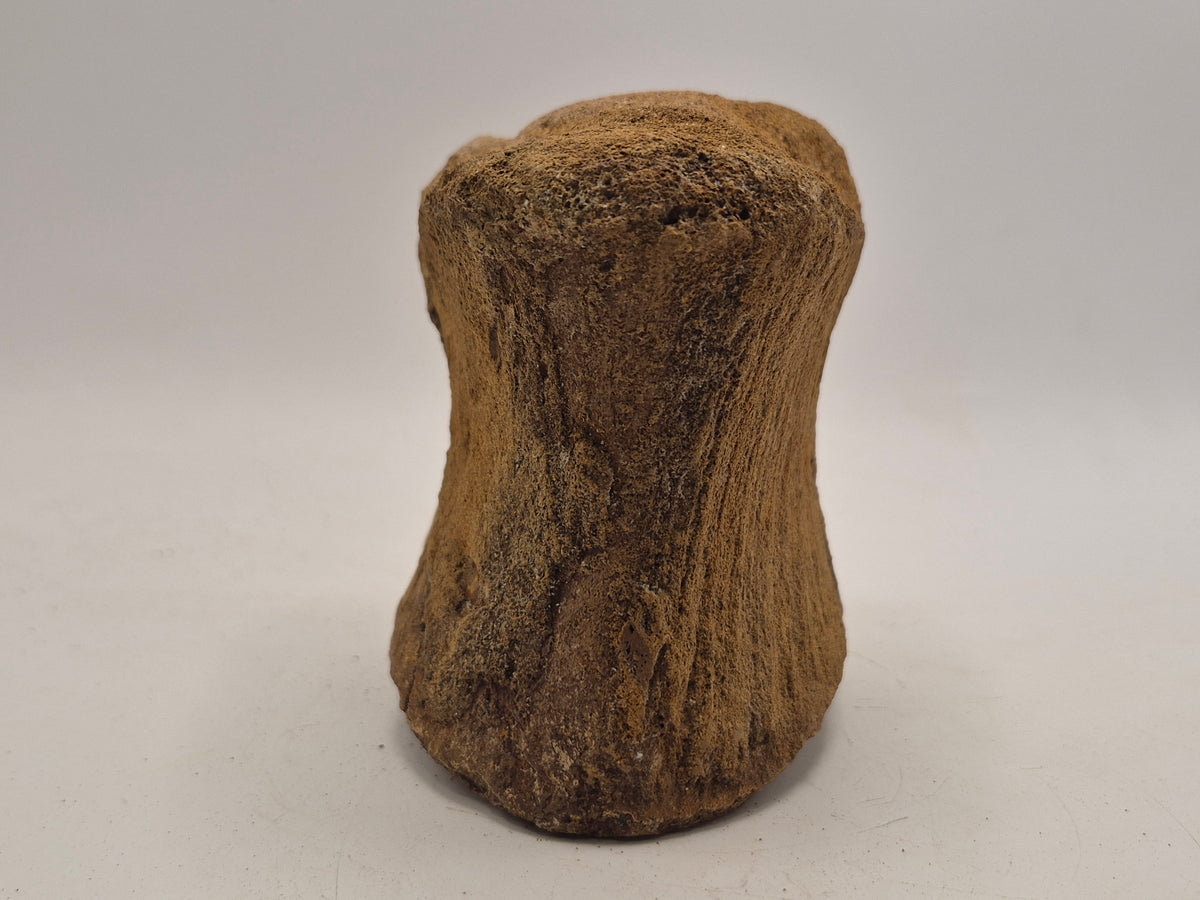3.87" Hadrosaur Vertebrae (Judith River)